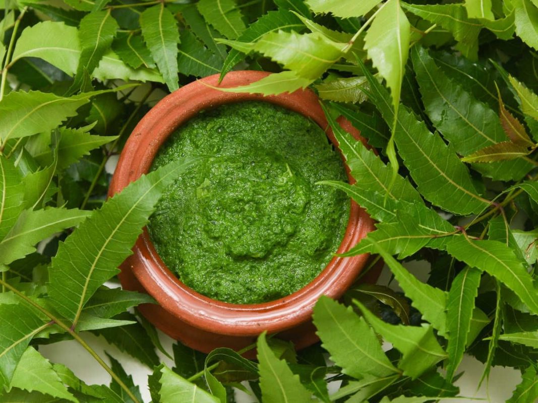 Công dụng của bột lá neem ấn độ