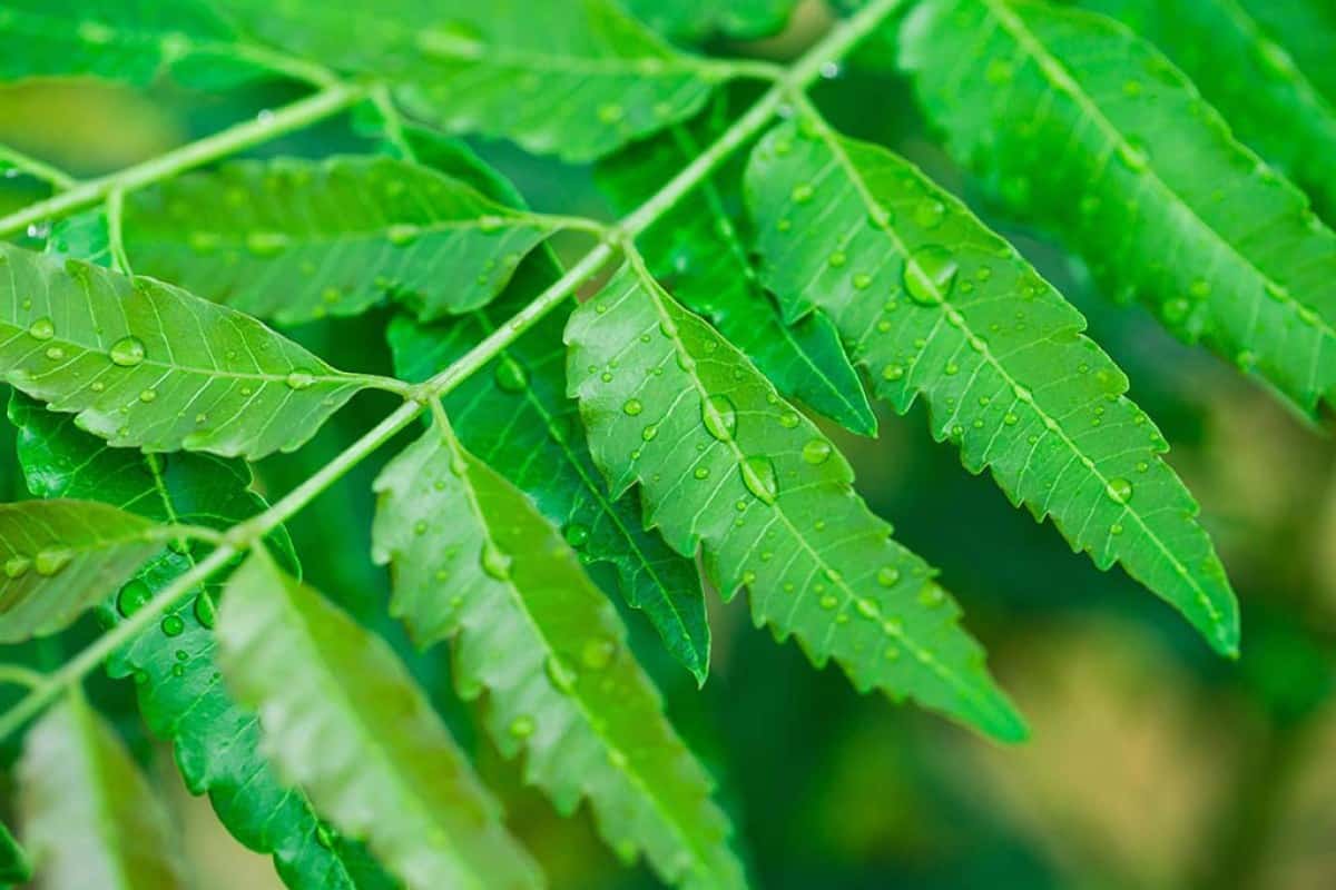 Lá cây neem là loại cây thảo dược quý tại Ấn Độ, chúng thường sống tại các vùng miền nhiệt đới.